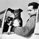 Image for article titled The Loyal Dogs Who Served Alongside Human Soldiers In War